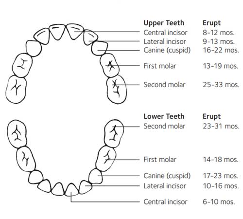 Baby Teeth eruption chart
